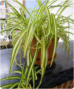 観葉植物 観葉植物