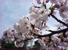 桜