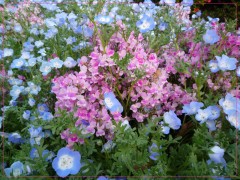 花 花