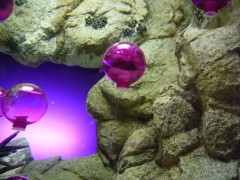 image image.jpeg